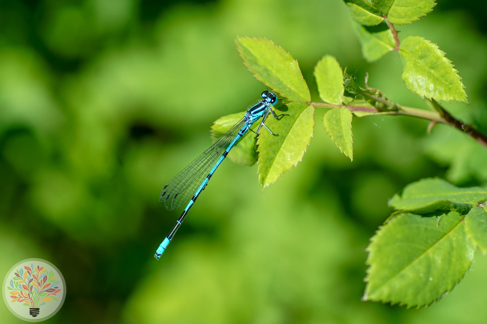 Coenagrion ornatum – Afbeelding 1