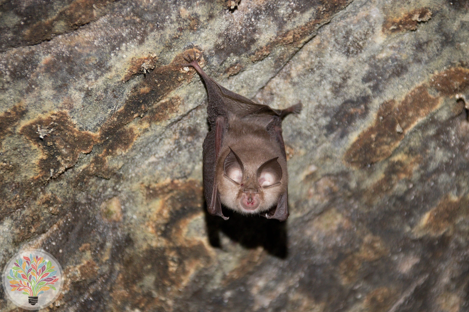 Kleine Hufeisennase – Bild 2 von 2