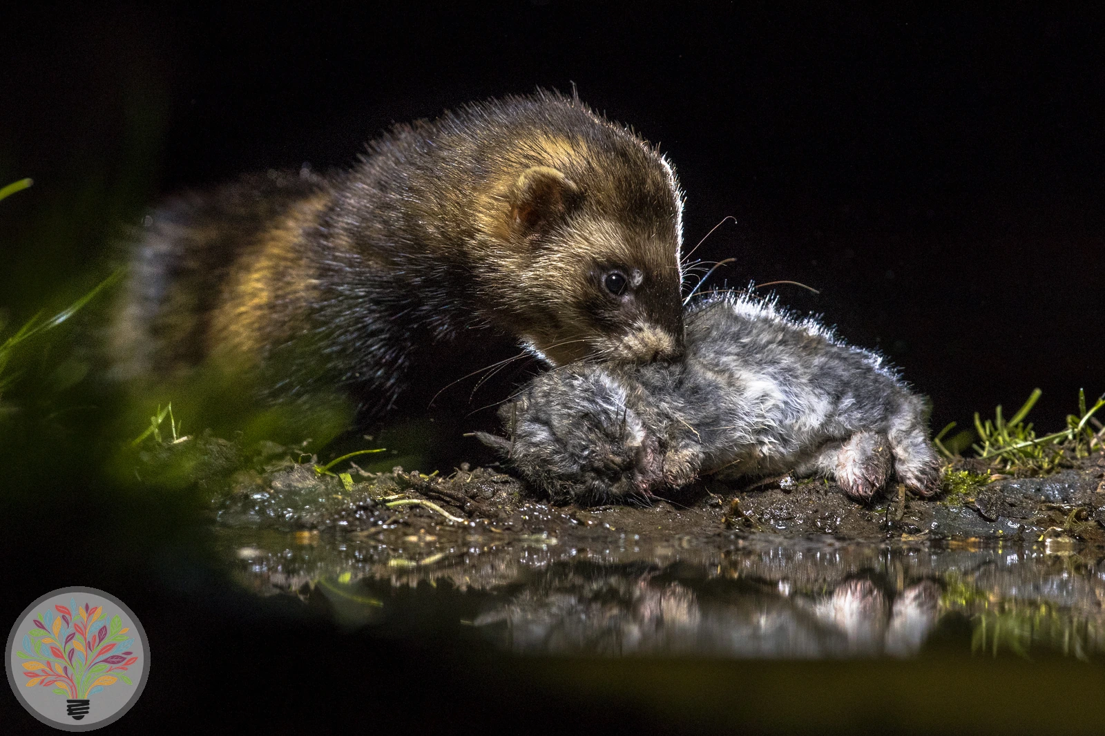 Mustela putorius Linnaeus, 1758 – Bild 2 von 3