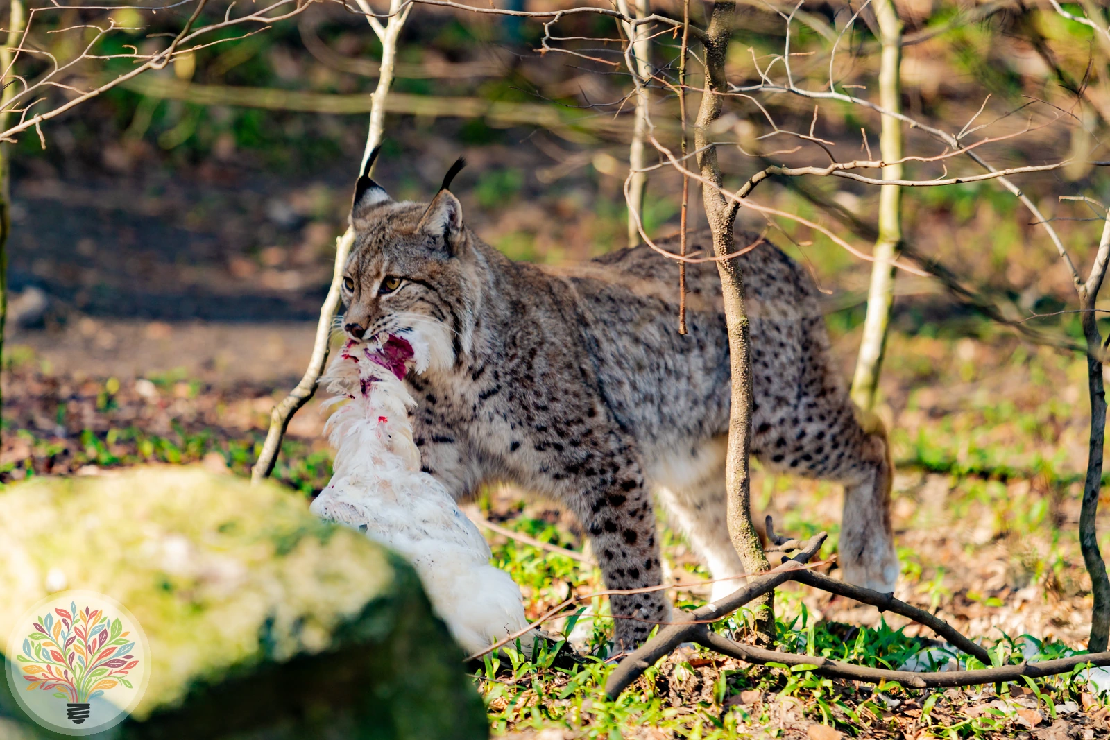 Eurasischer Luchs – Bild 3 von 4