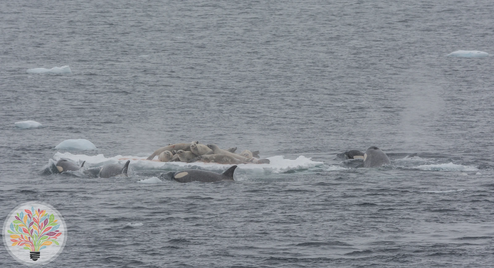 Orcinus orca – Bild 4 von 4