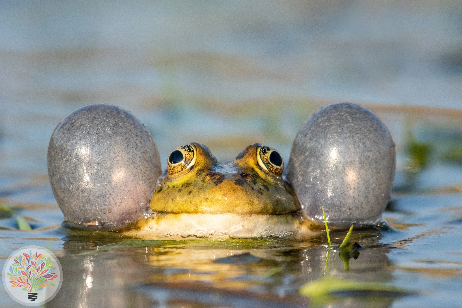 Teichfrosch – Bild 2 von 3