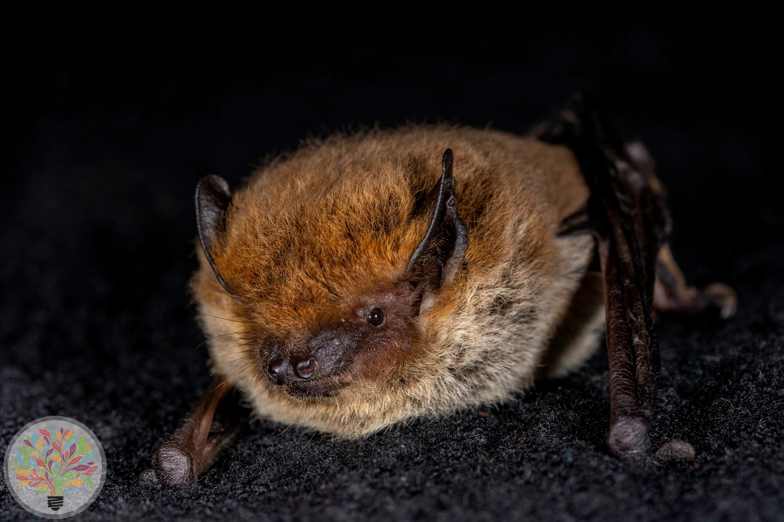 Mückenfledermaus – Bild 2 von 2