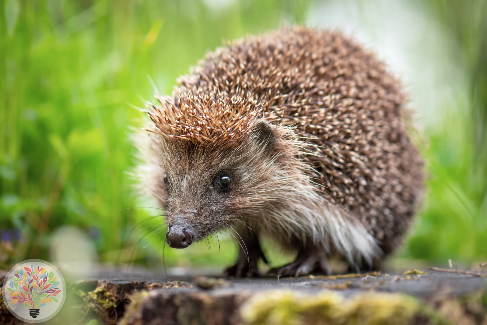 Braunbrustigel – Bild 2 von 3