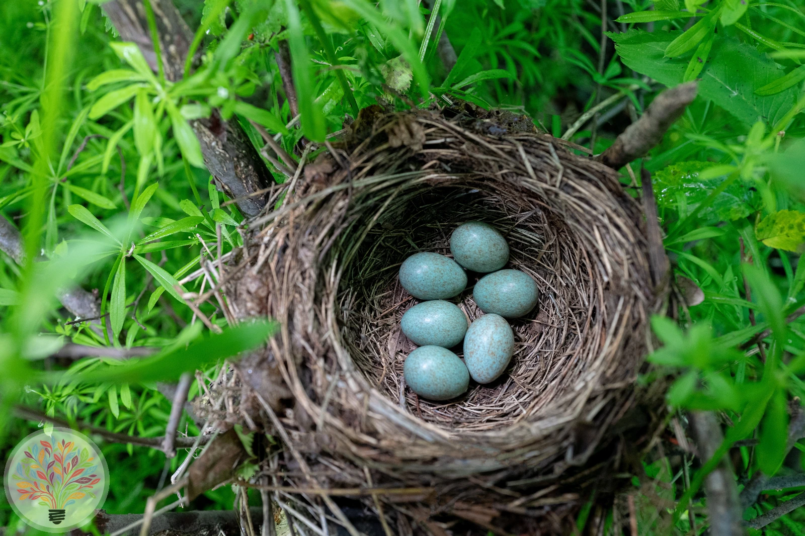Turdus merula – Afbeelding 5 van 6