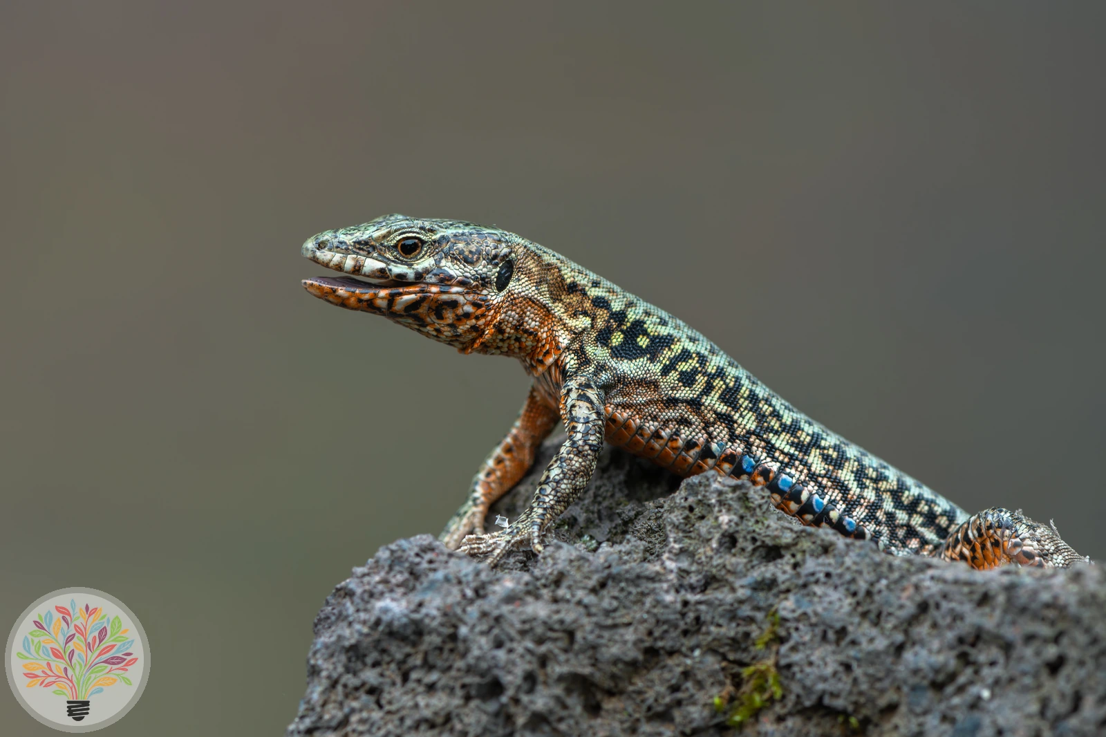 Mauereidechse – Bild 2 von 3