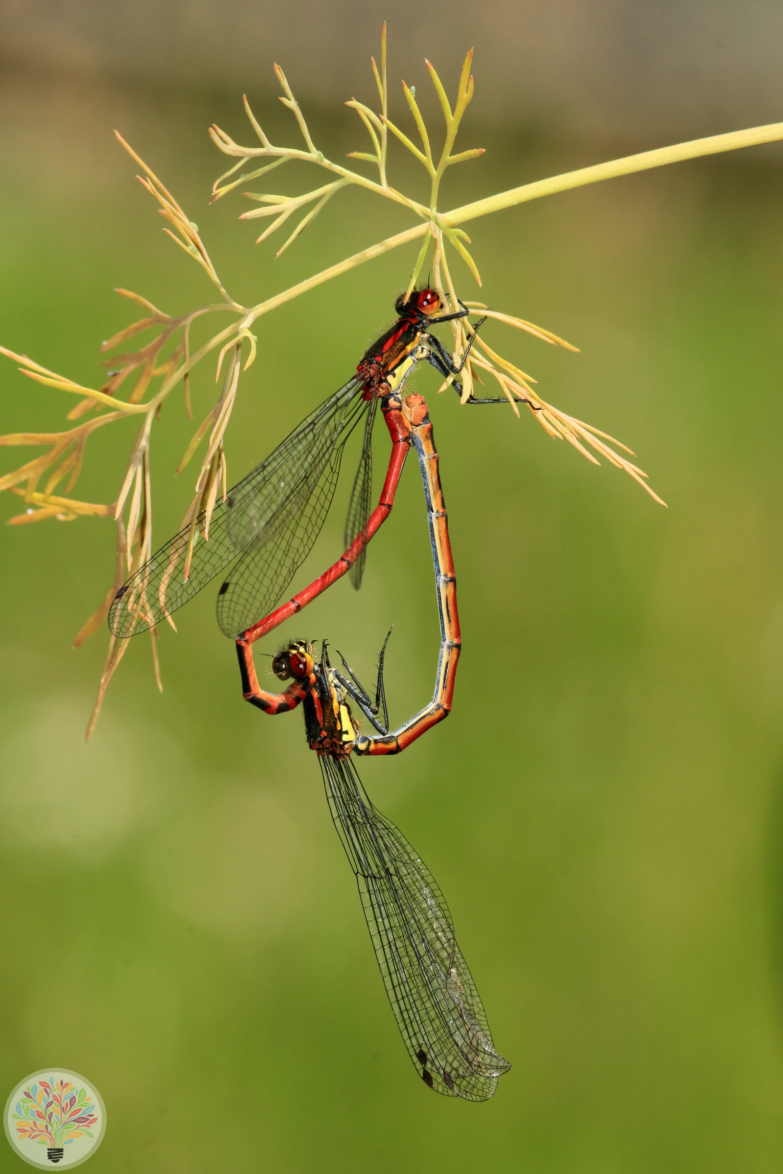 Frühe Adonislibelle – Bild 4 von 4