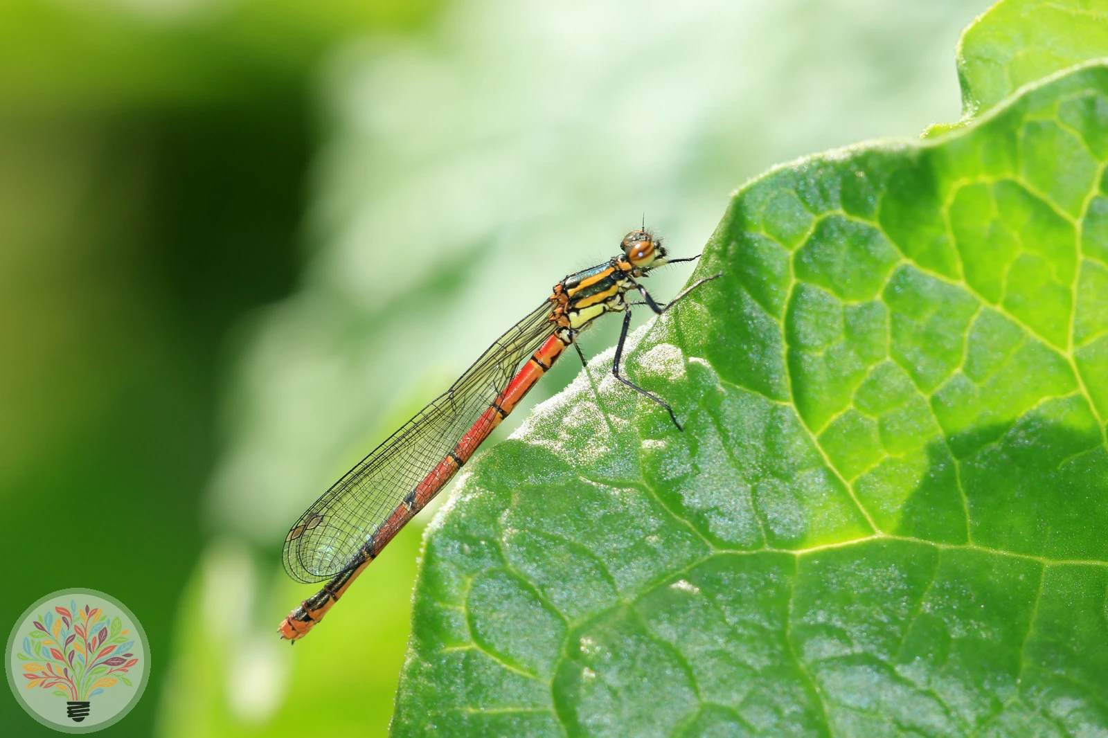 Frühe Adonislibelle – Bild 3 von 4