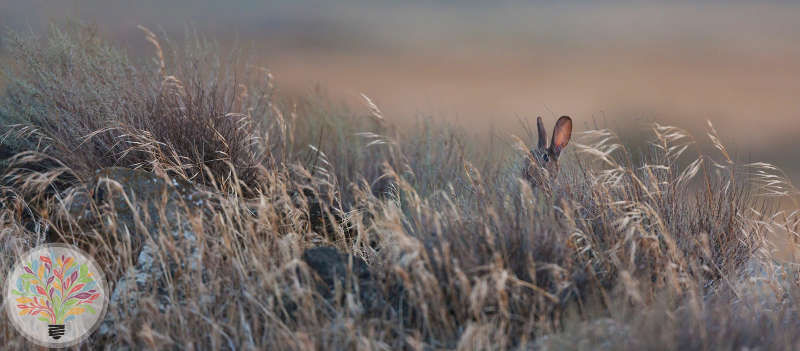 Wildkaninchen – Bild 2 von 4