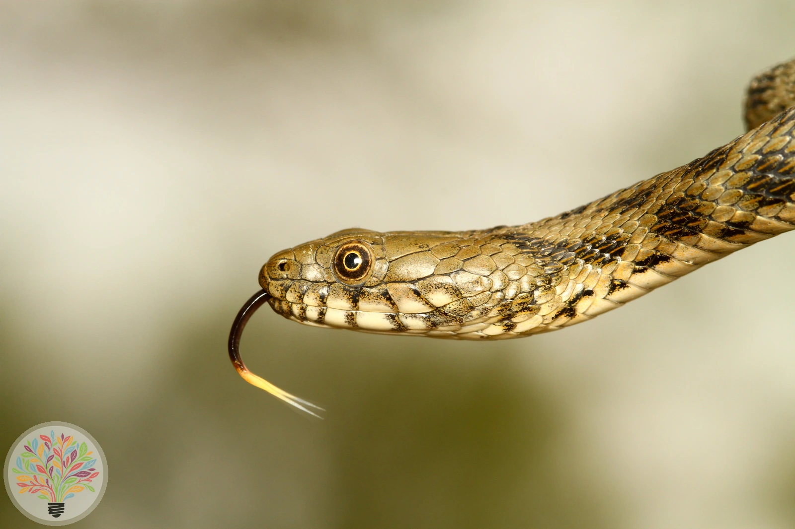 Würfelnatter – Bild 1 von 4