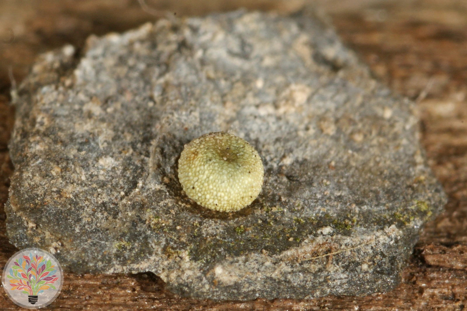 Apollofalter – Bild 4 von 6