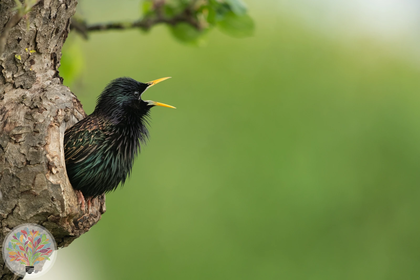 Sturnus vulgaris – Afbeelding 4 van 6
