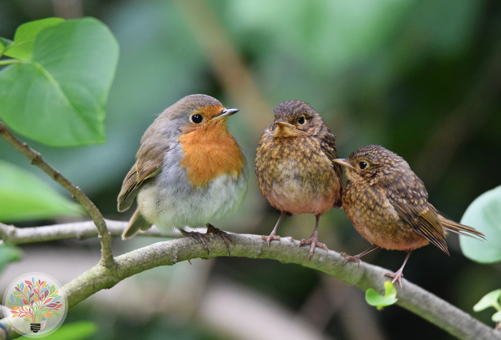 Erithacus rubecula – Imagine 6 din 6
