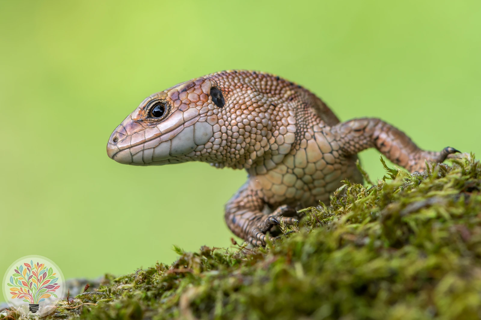 Waldeidechse – Bild 2 von 3