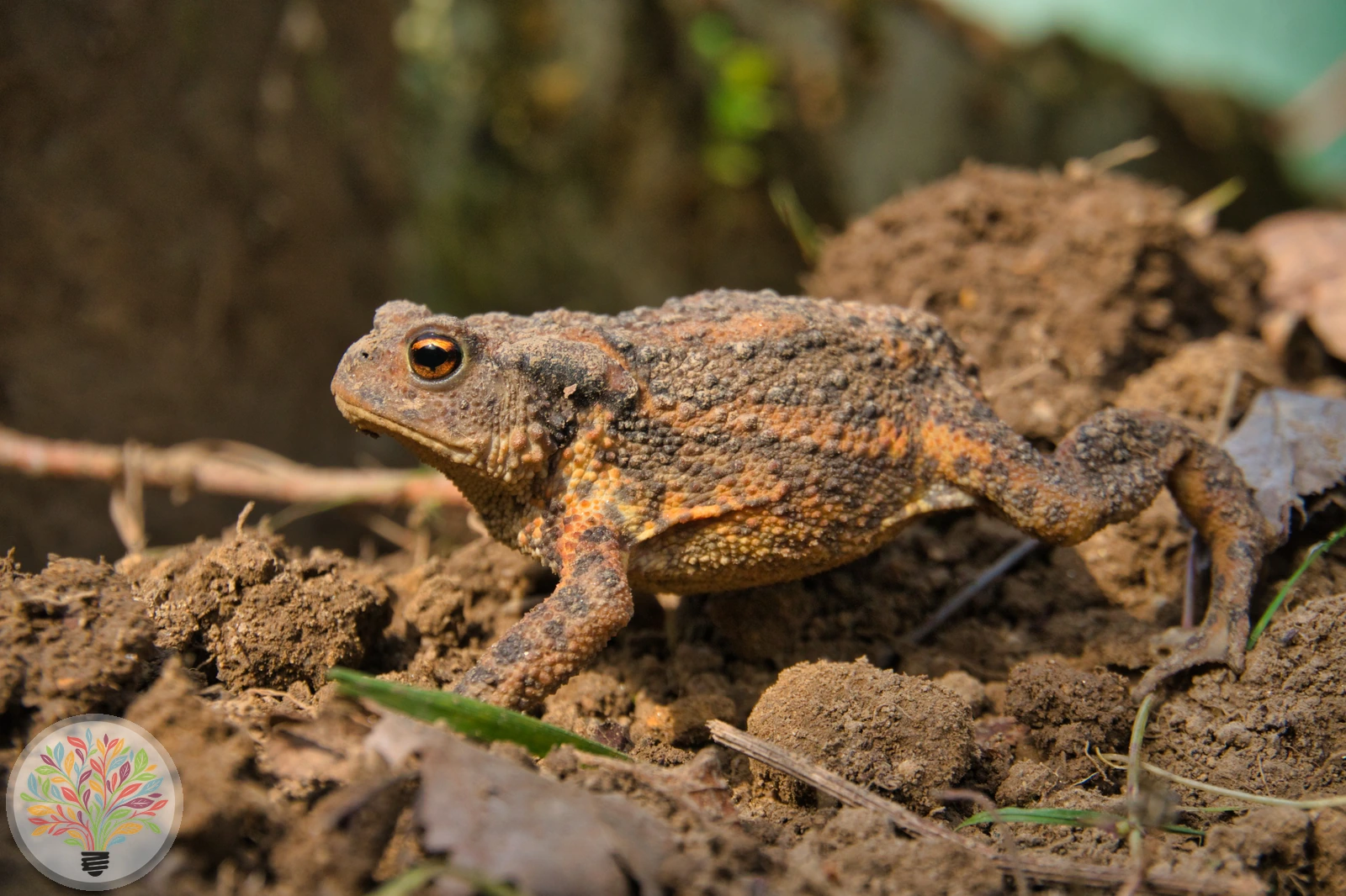 Erdkröte – Bild 2 von 4