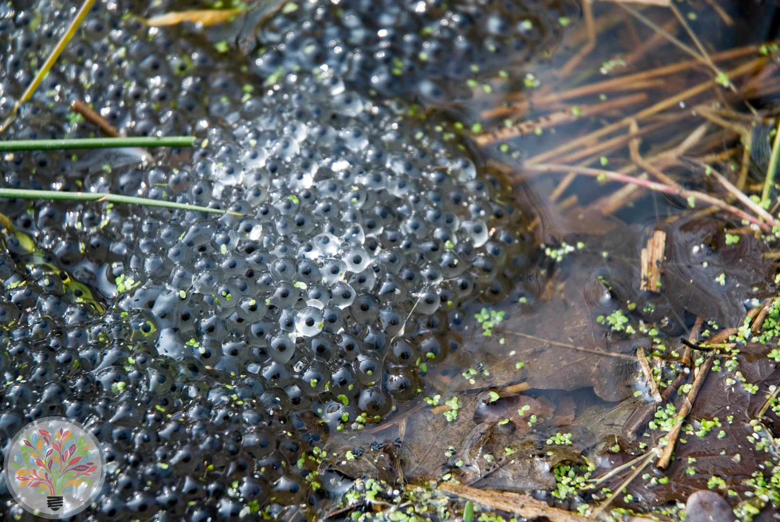 Kleine Wasserfrosch – Bild 2 von 4