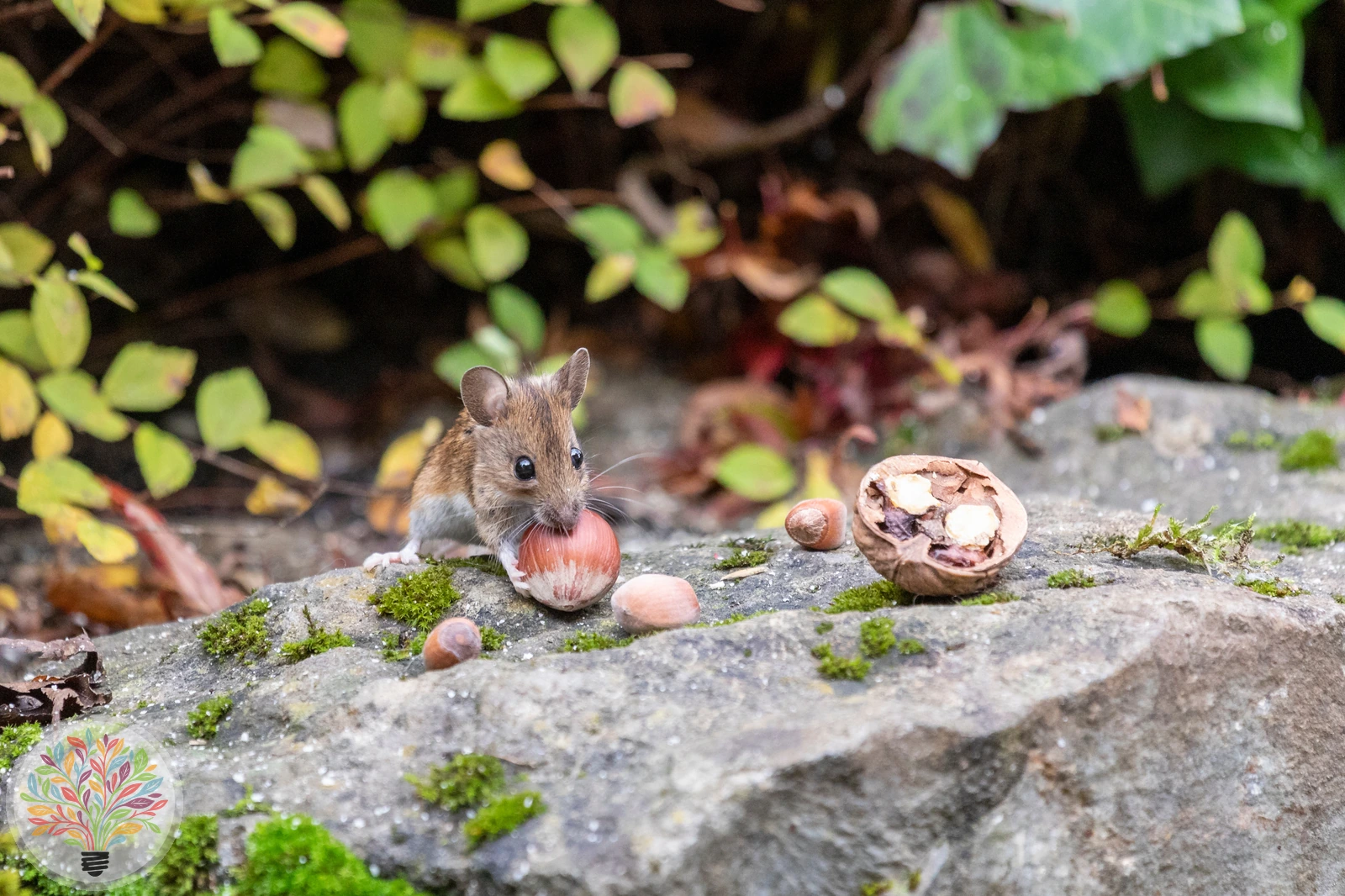 Waldmaus – Bild 2 von 3