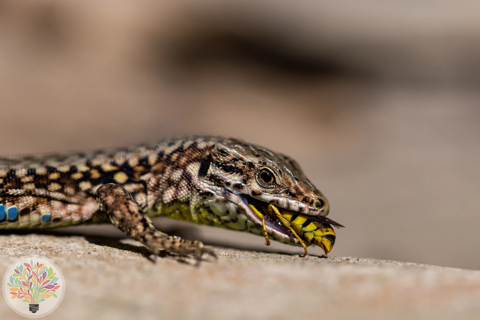 Mauereidechse – Bild 3 von 3