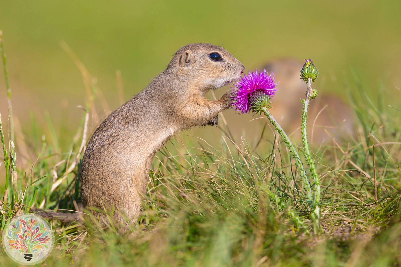 Ziesel – Bild 2 von 3