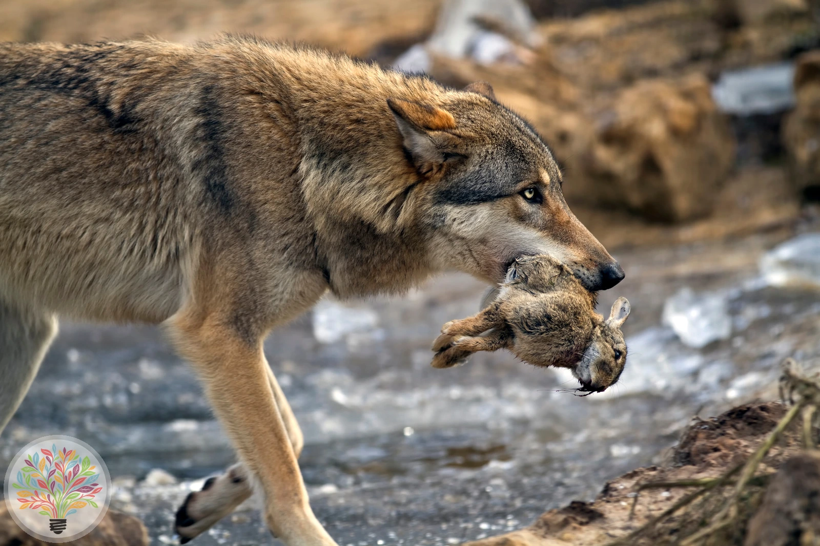 Wolf – Bild 2 von 7