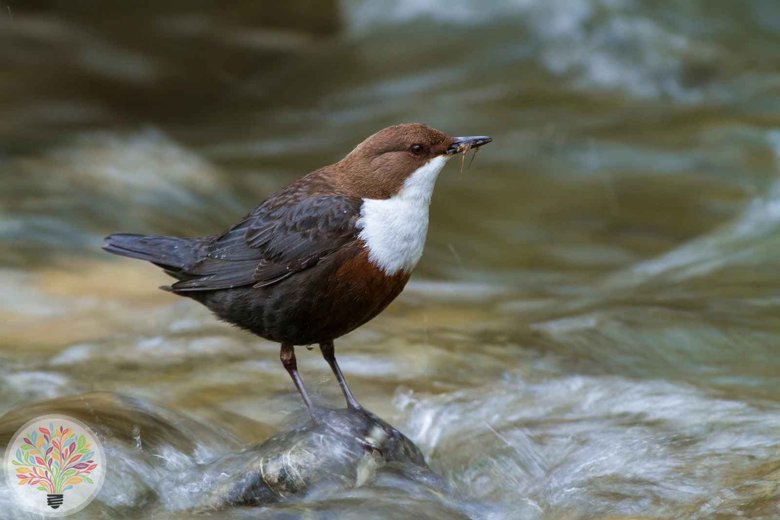 Cinclus cinclus – Afbeelding 1 van 6