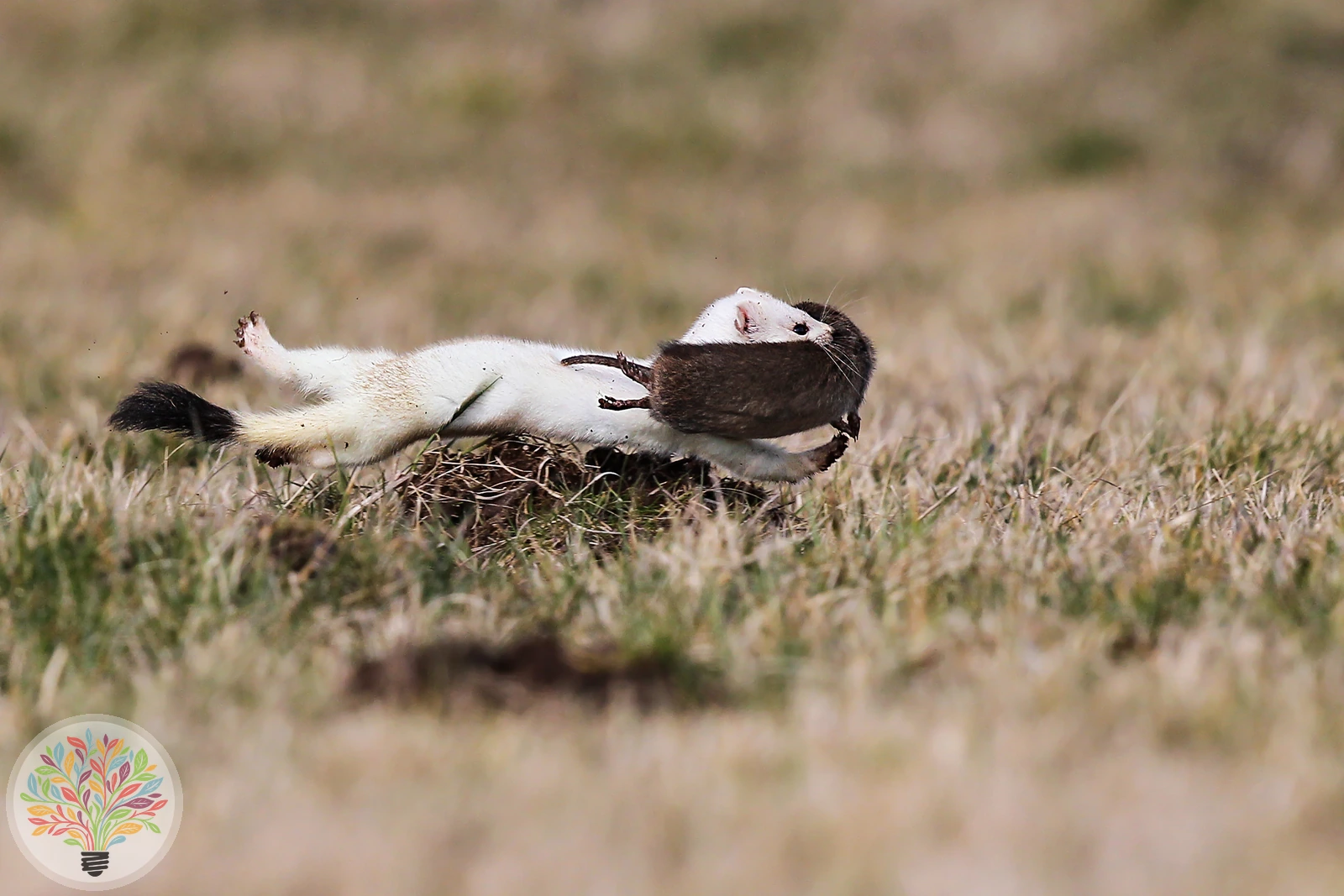 Hermelin – Bild 2 von 6