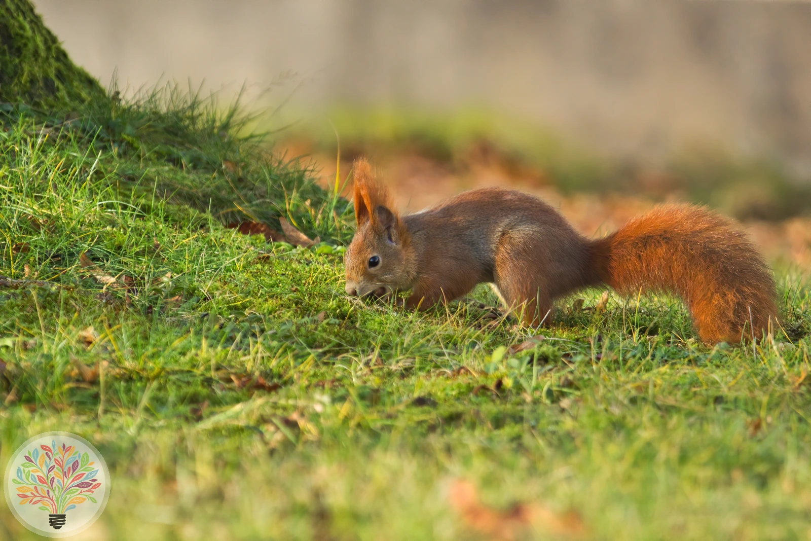 Eichhörnchen – Bild 2 von 5