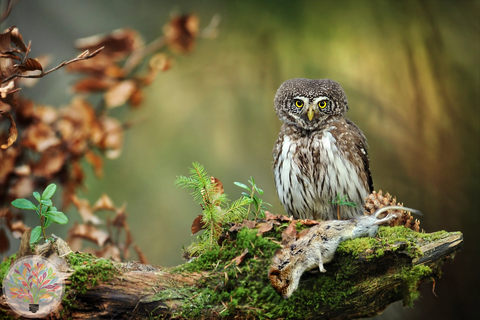 Glaucidium passerinum – Afbeelding 2 van 5