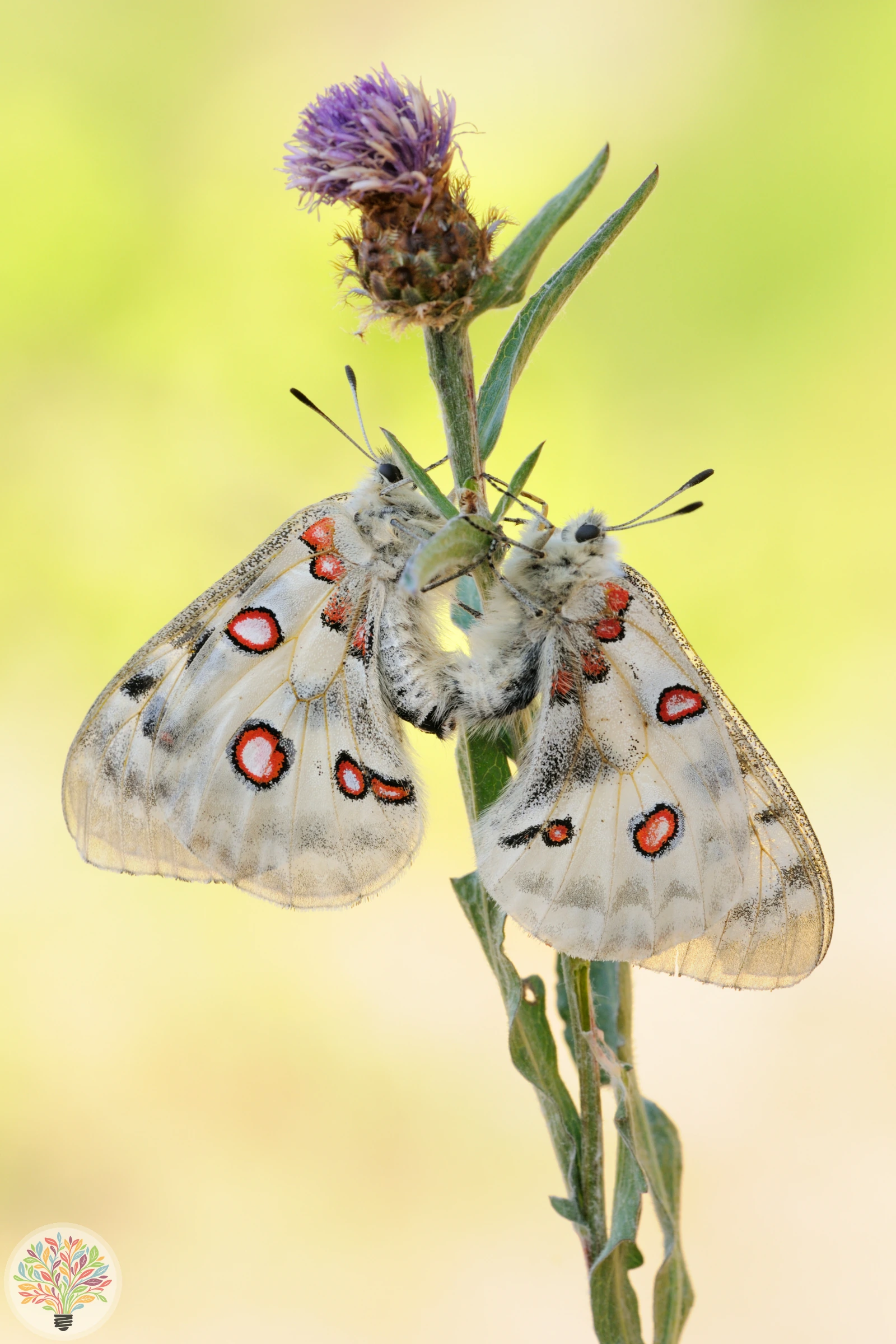 Apollofalter – Bild 3 von 6
