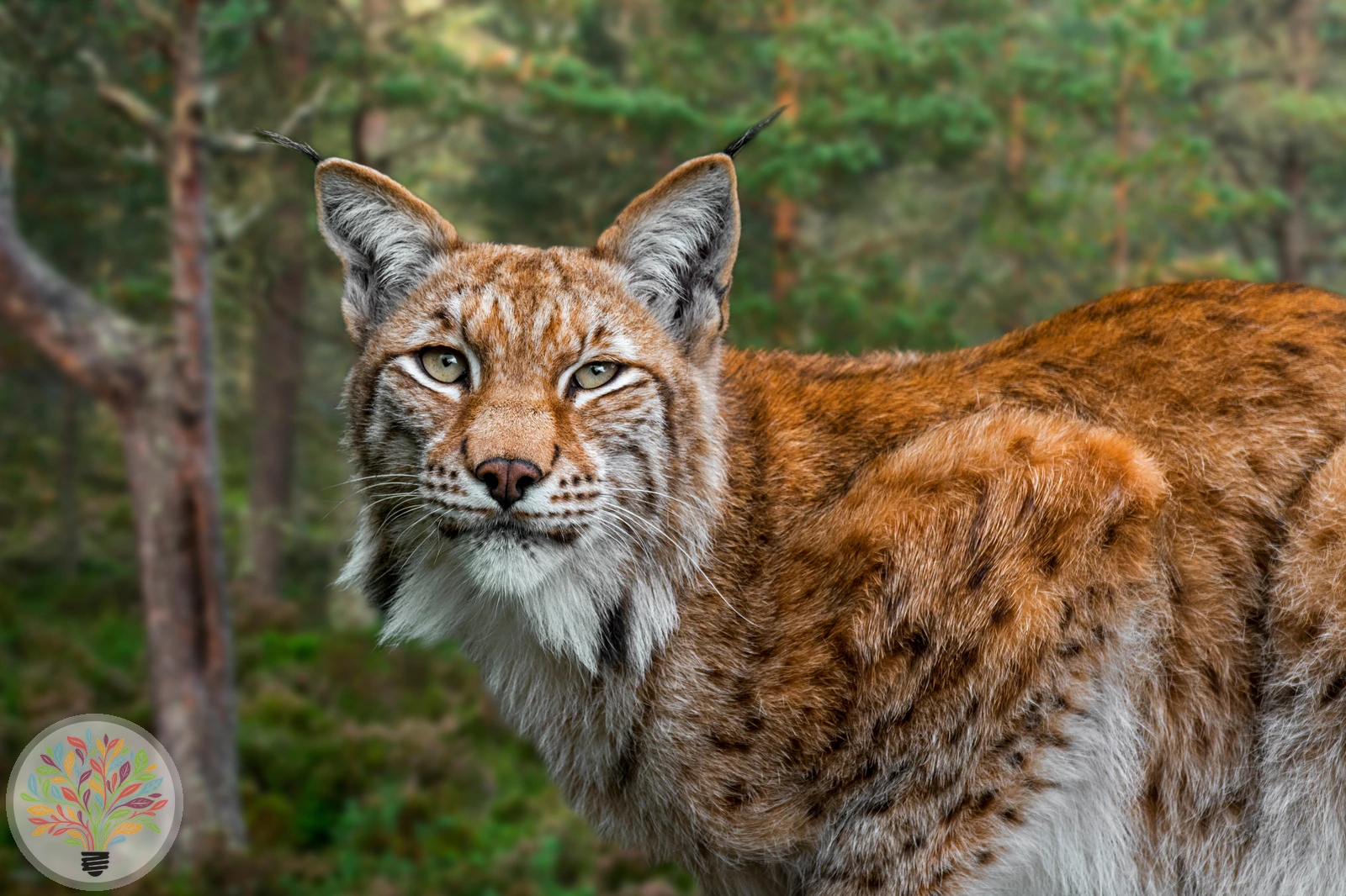Eurasischer Luchs – Bild 4 von 4