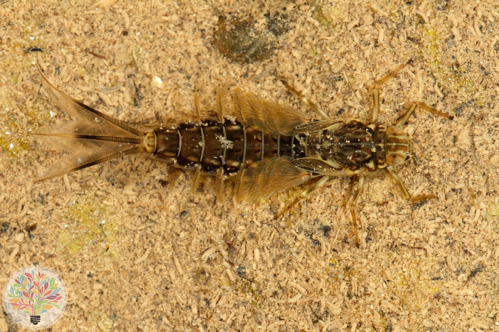 Große Königslibelle – Bild 7 von 9