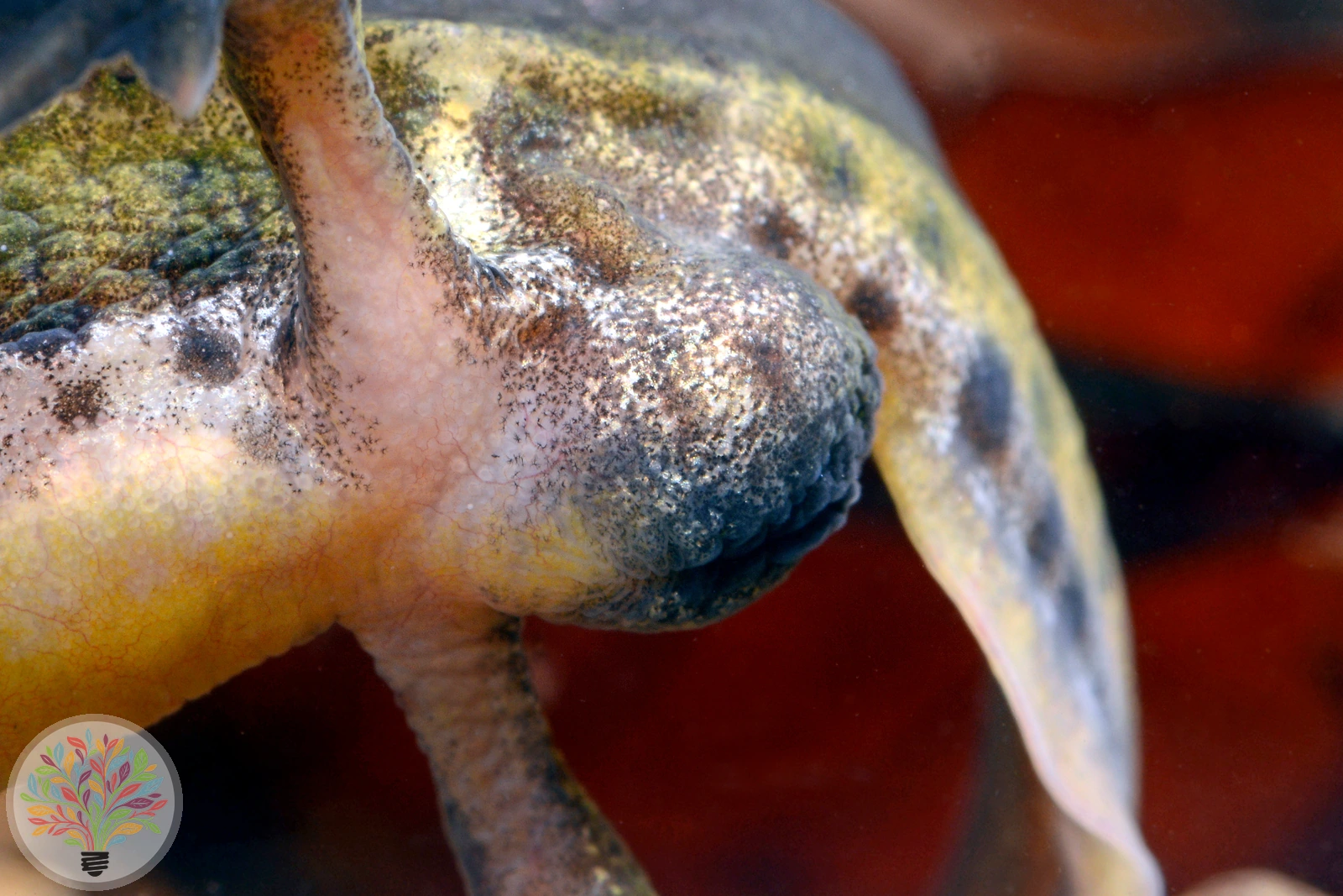 Fadenmolch – Bild 2 von 5