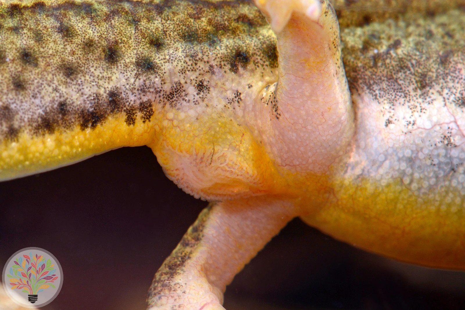 Fadenmolch – Bild 3 von 5