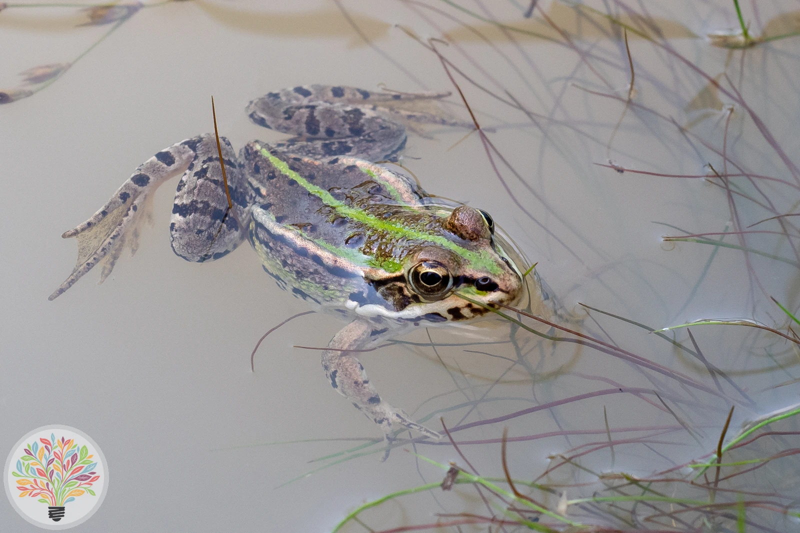 Teichfrosch – Bild 3 von 3