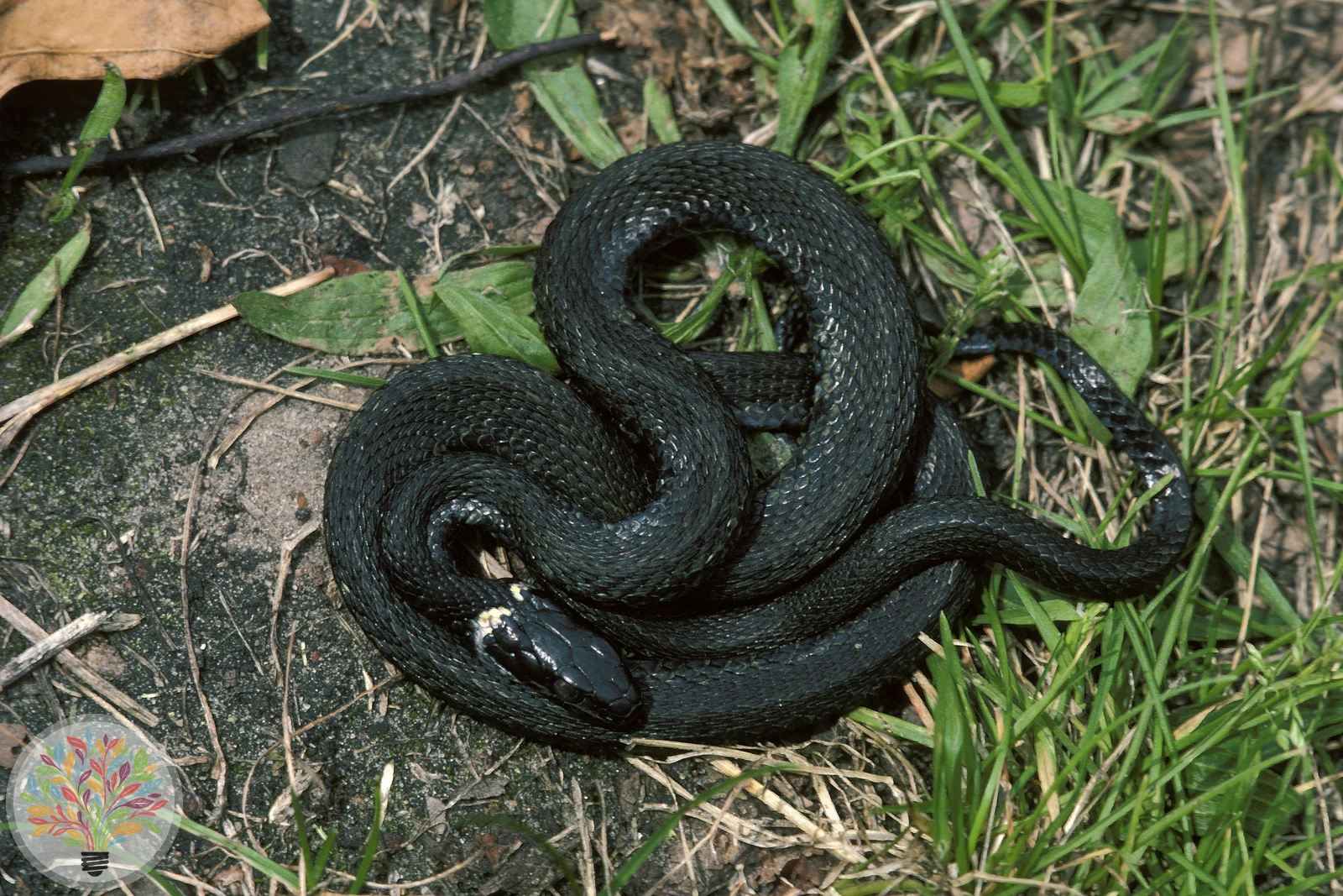 Gemeine Ringelnatter – Bild 2 von 4