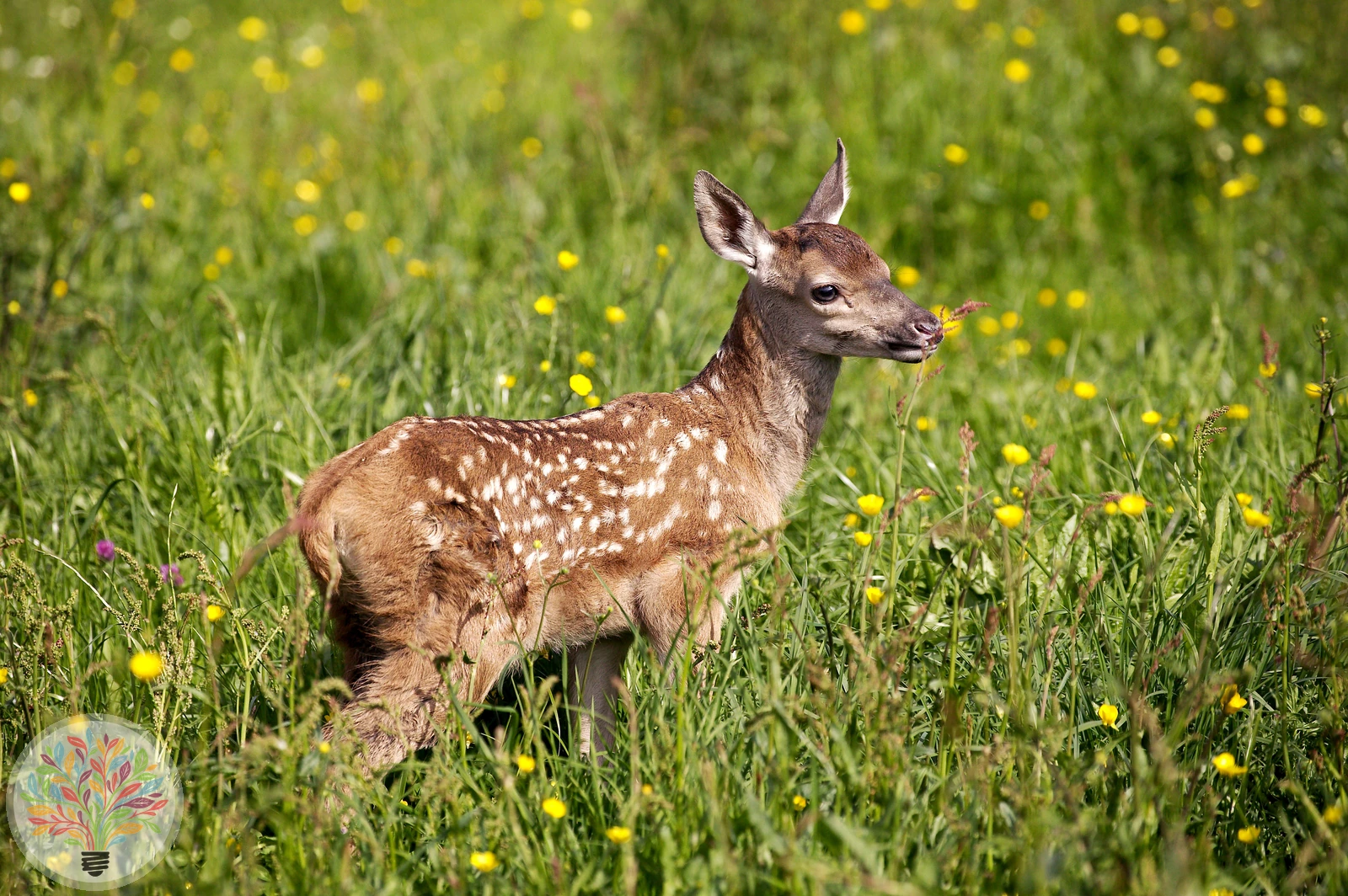 Rothirsch – Bild 3 von 3