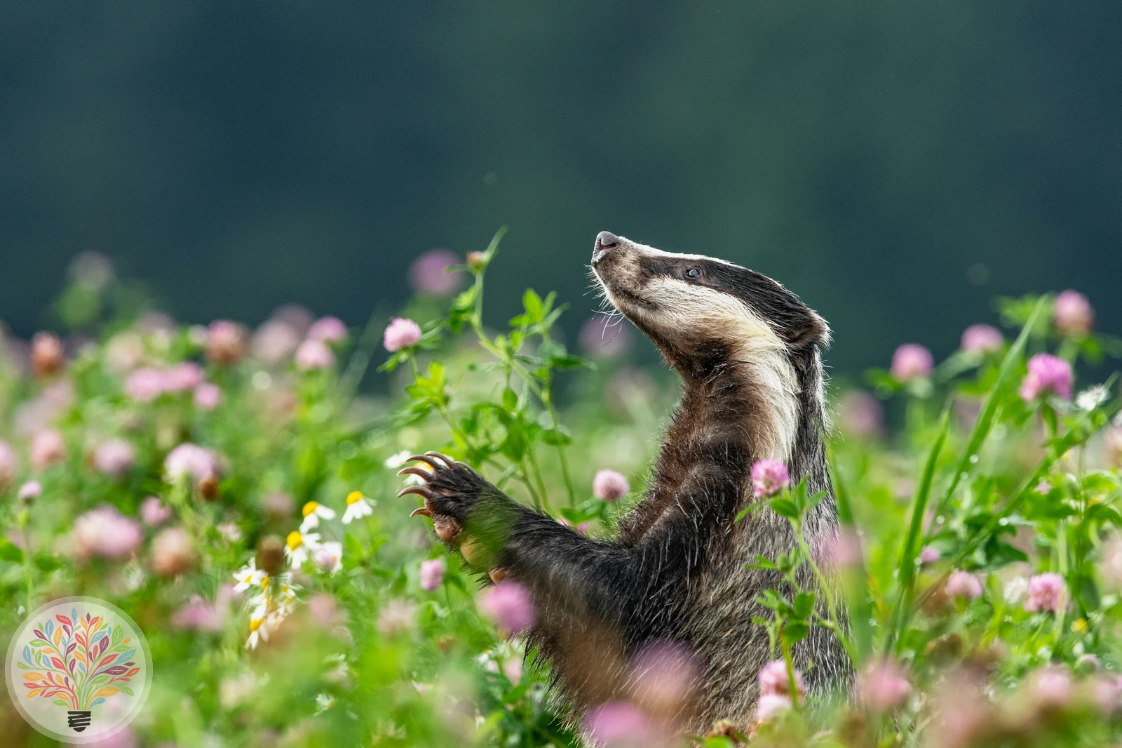 Dachs – Bild 3 von 5