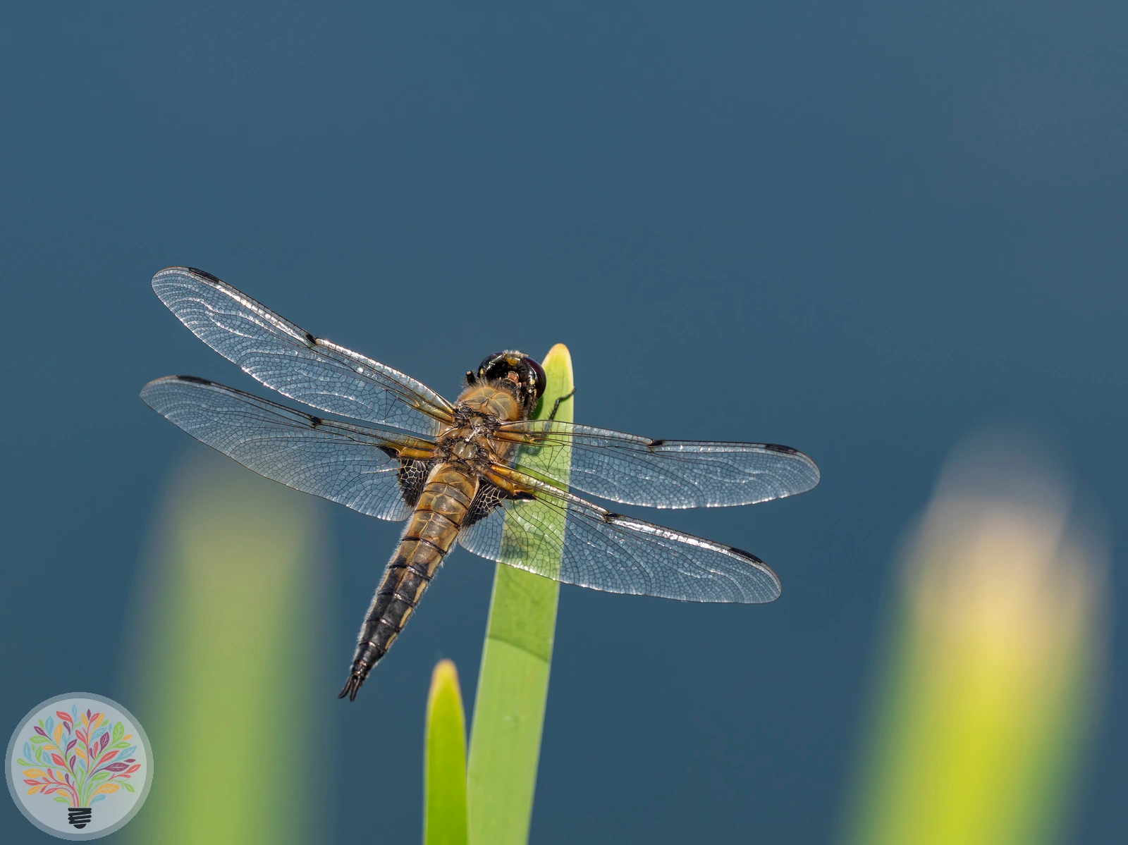 Libellula quadrimaculata – Afbeelding 2 van 2