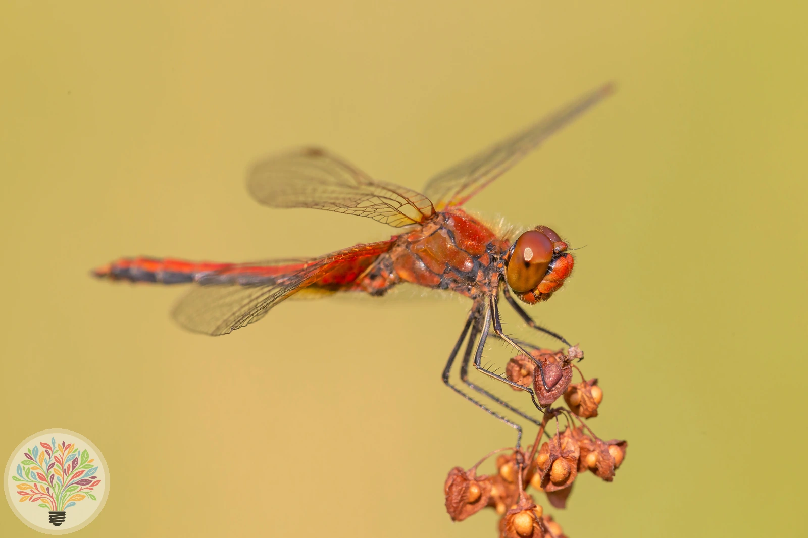 Gelbflügel-Heidelibelle – Bild 2 von 4