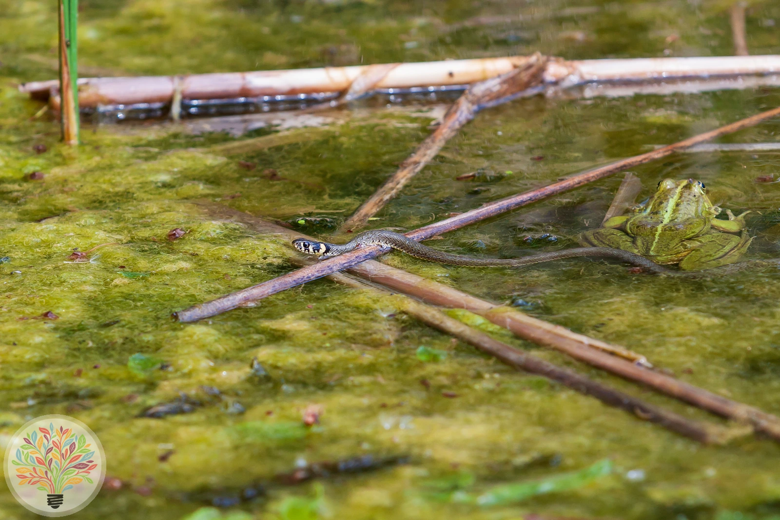 Gemeine Ringelnatter – Bild 3 von 4