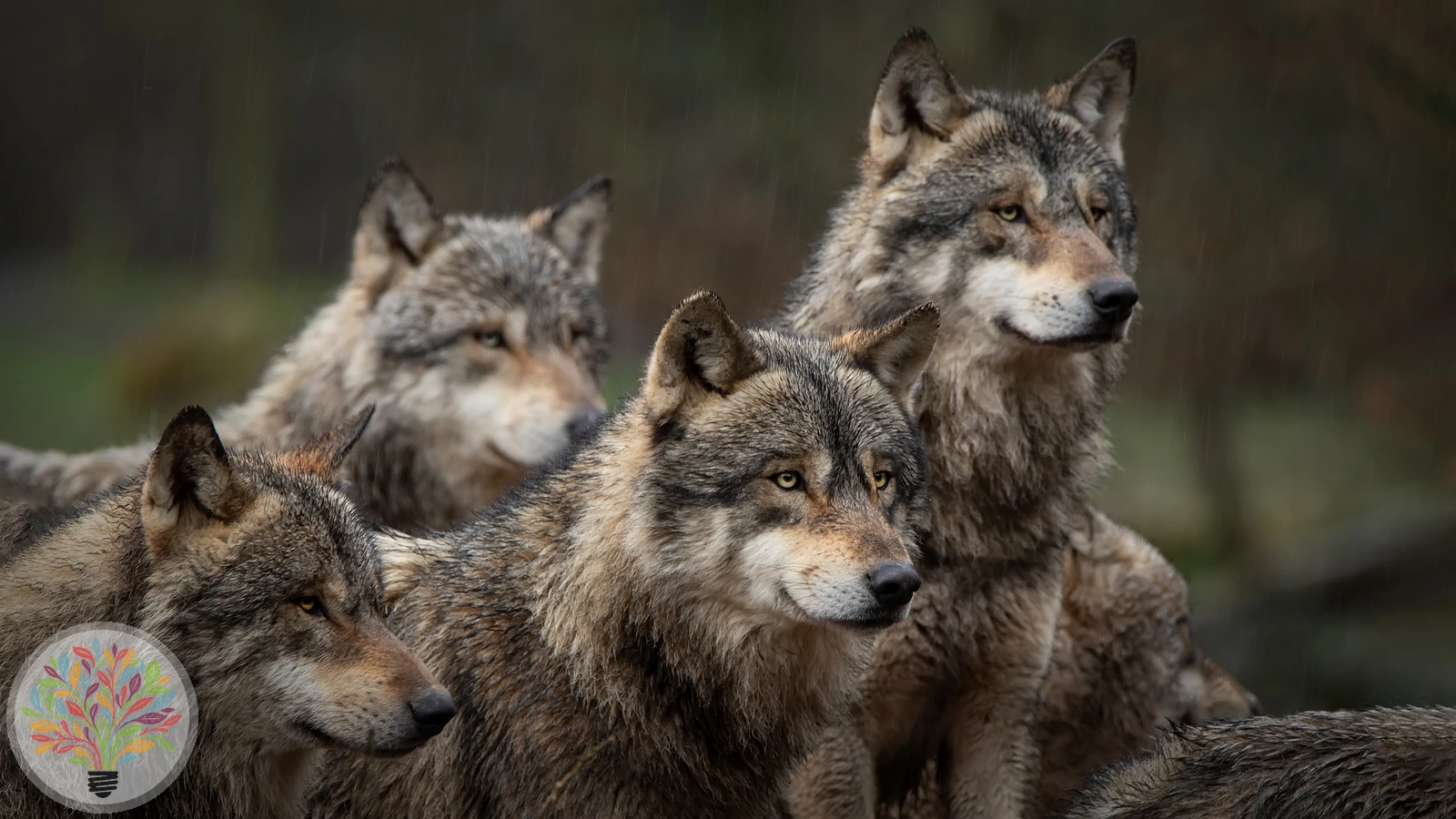 Wolf – Bild 4 von 7