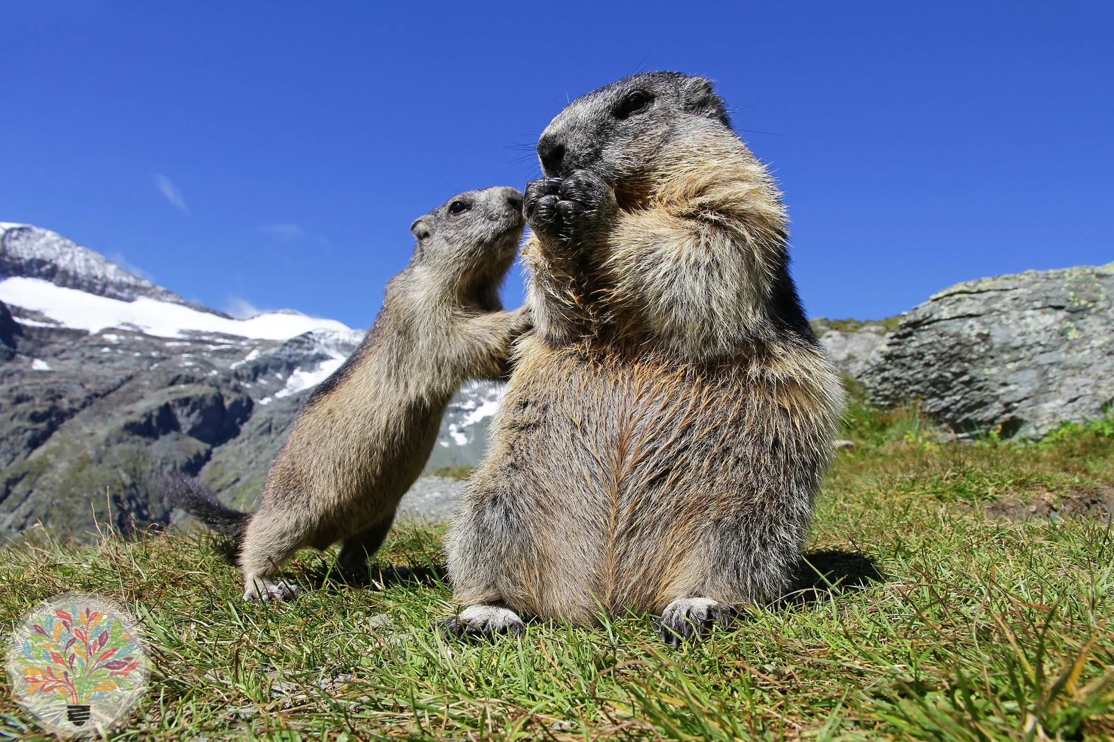Alpenmurmeltier – Bild 3 von 3