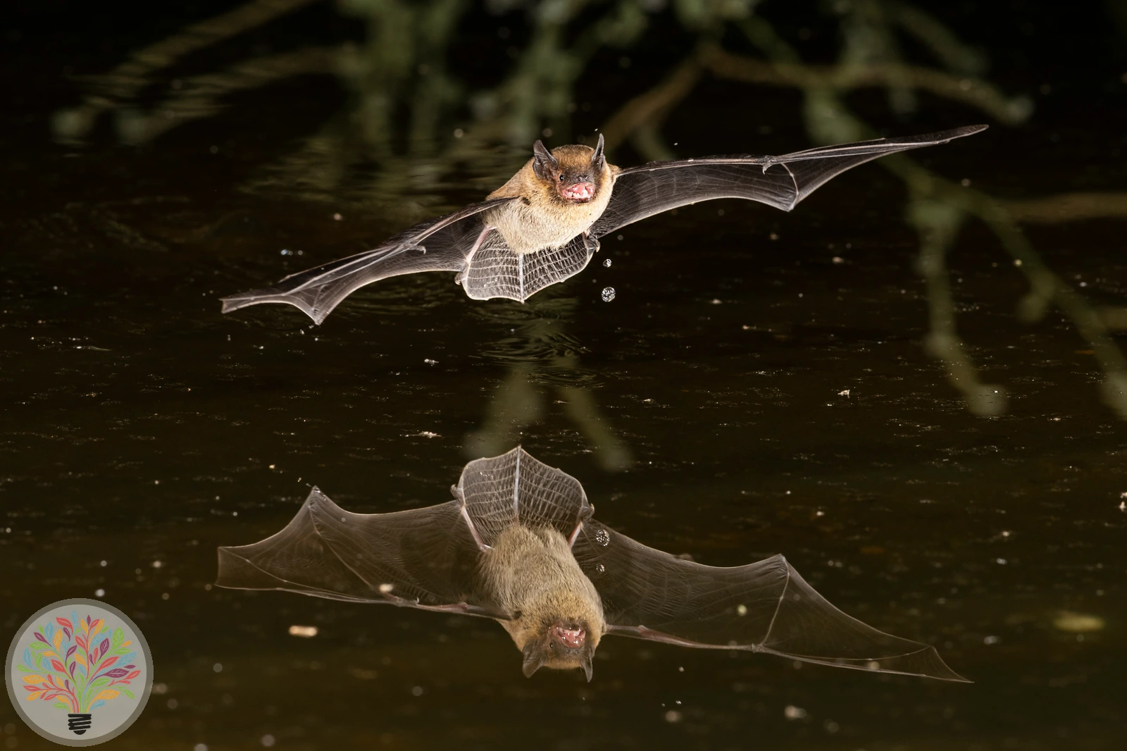 Zwergfledermaus – Bild 2 von 2