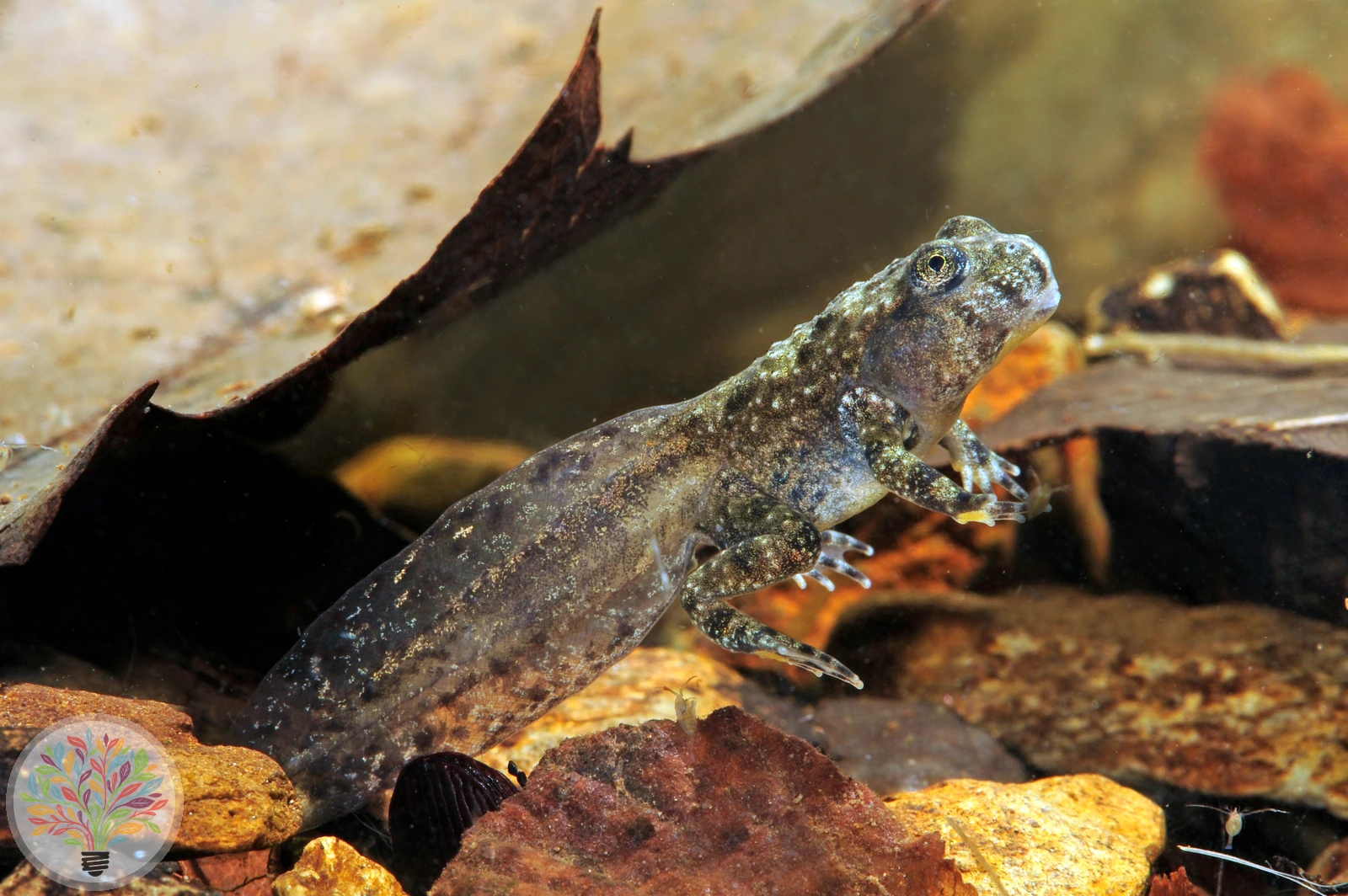 Gelbbauchunke – Bild 4 von 5