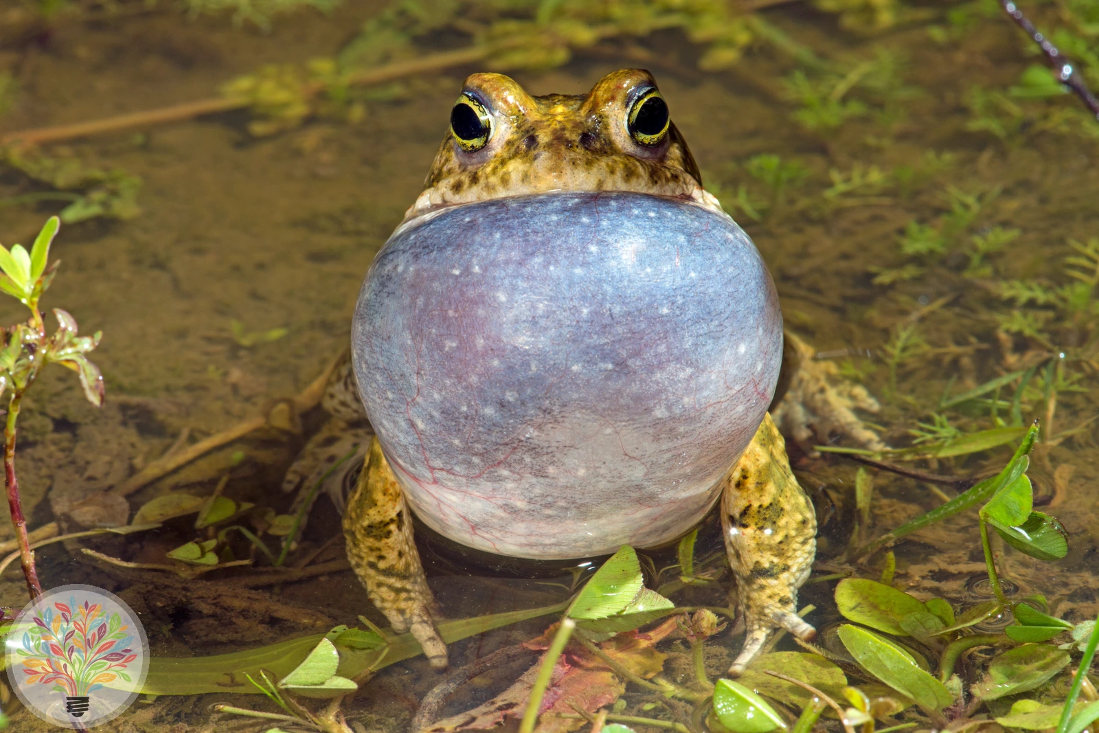 Kreuzkröte – Bild 2 von 6