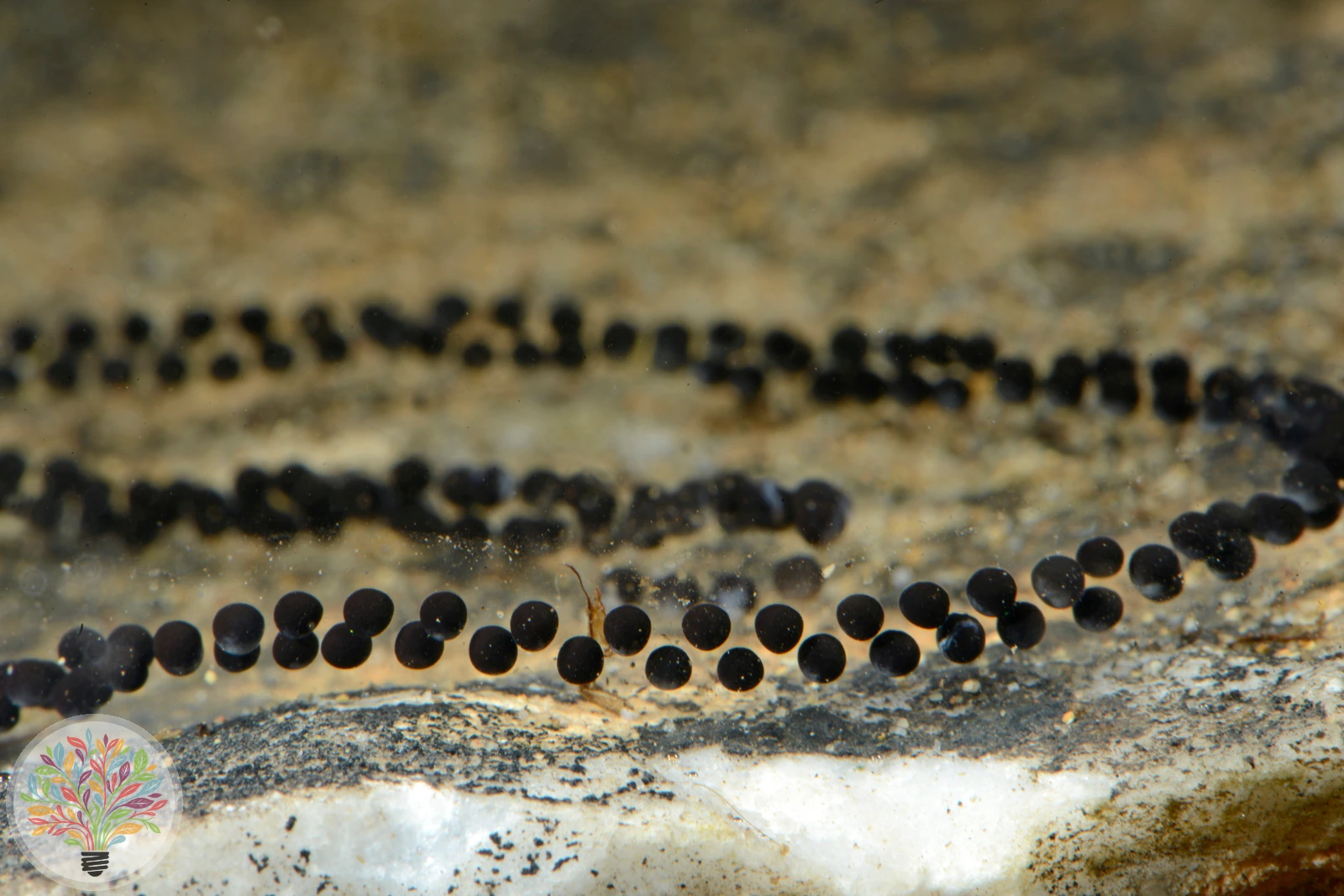 Wechselkröte – Bild 1 von 3