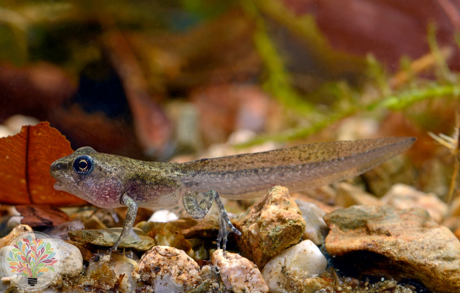 Springfrosch – Bild 3 von 4