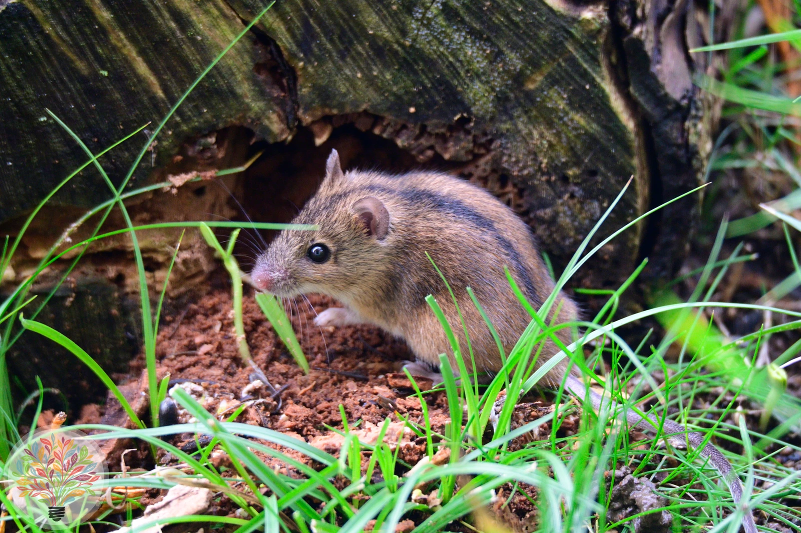 Brandmaus – Bild 2 von 2