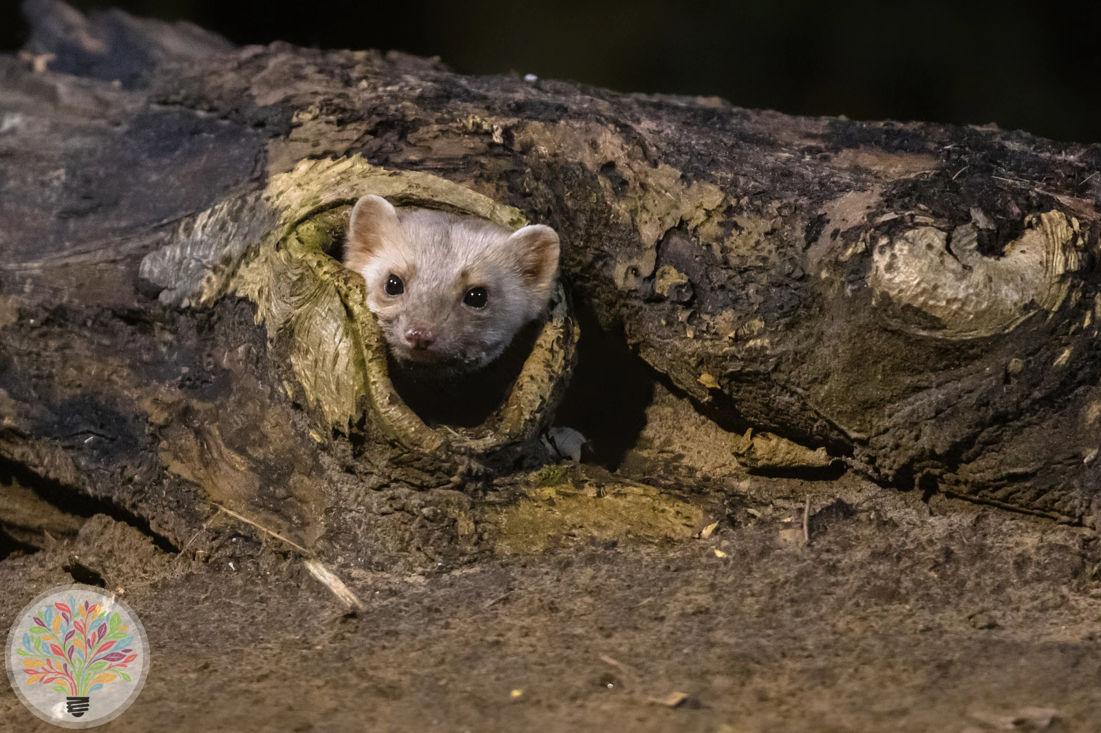 Steinmarder – Bild 3 von 4