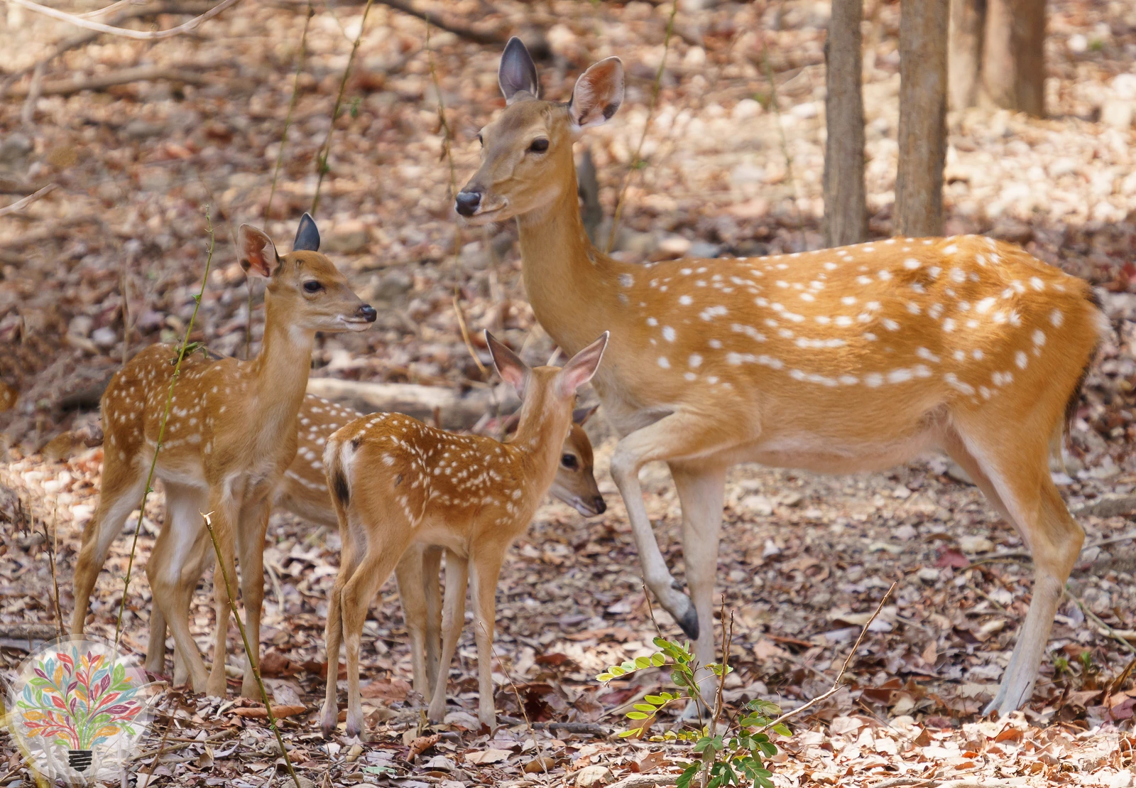 Sikahirsch – Bild 2 von 2